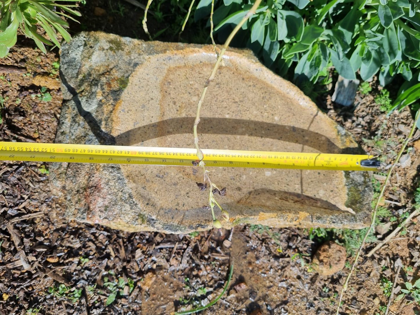 Bird Bath - Medium Granite