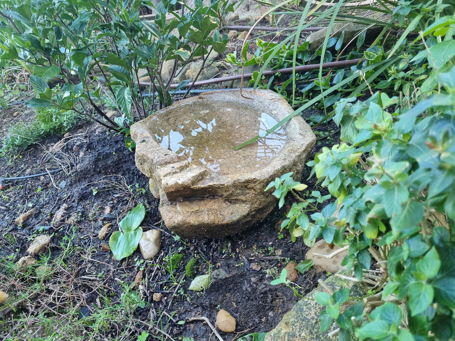 Bird Bath - Large Granite