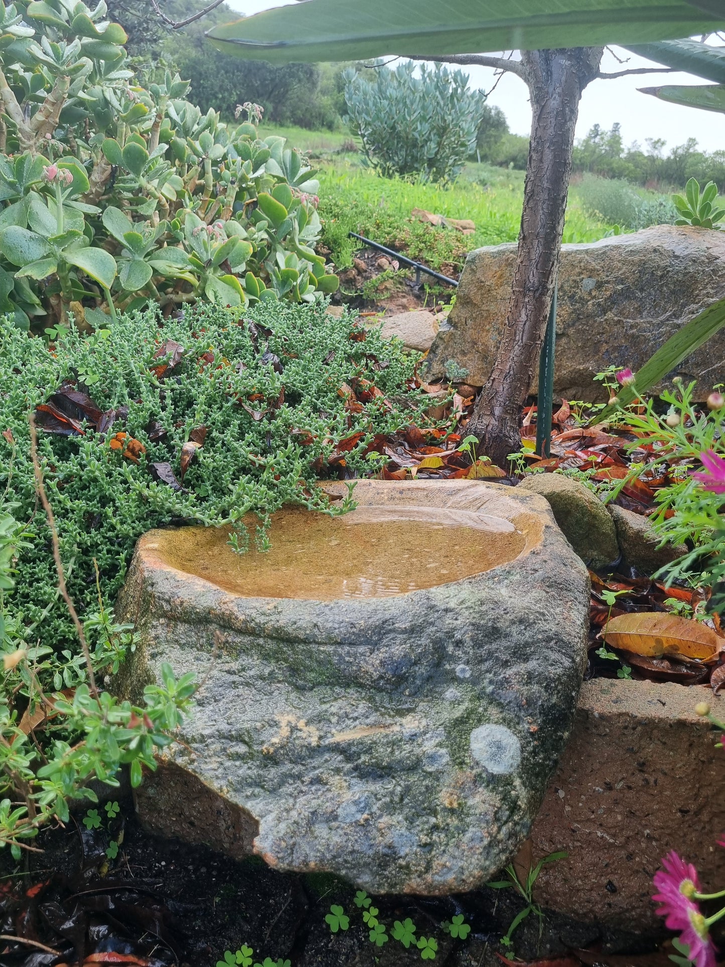 Bird Bath - Large Granite